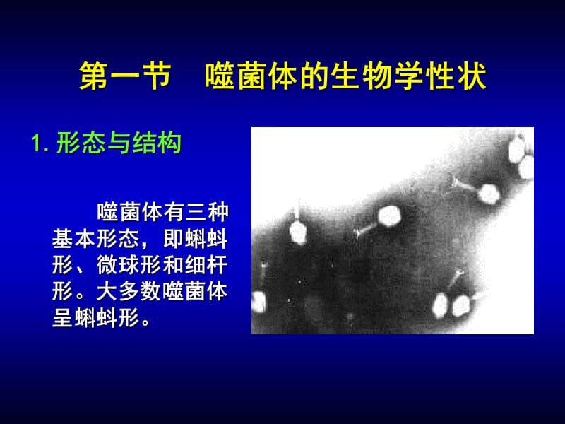 第4章噬菌体ppt课件.PPT_第3页