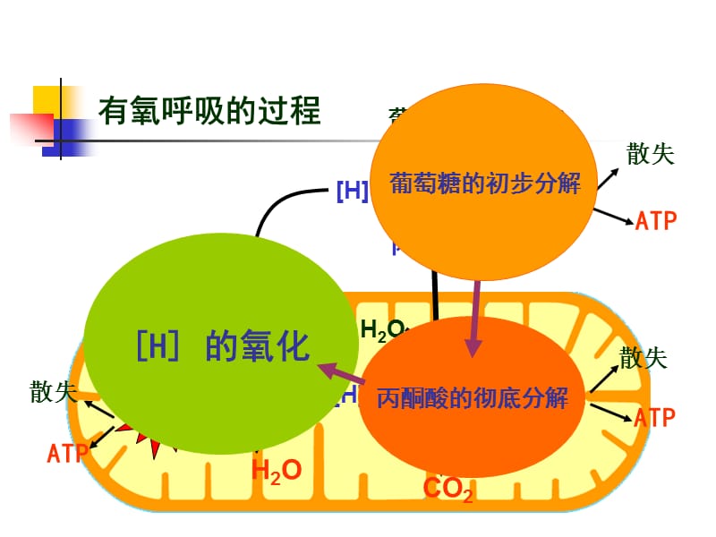 的主要来源细胞呼吸000001.ppt_第3页