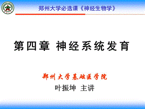 神经系统发育ye2.ppt