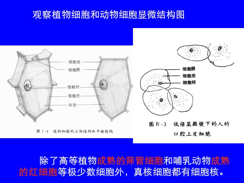 生物高中必修1第三章第三节课件1.ppt_第3页