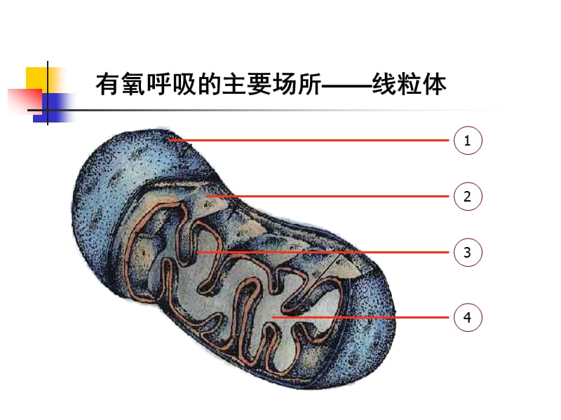 的主要来源细胞呼吸000002.ppt_第2页