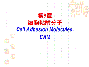 第9章细胞粘附分子CellAdhesionMoleculesCAM.ppt