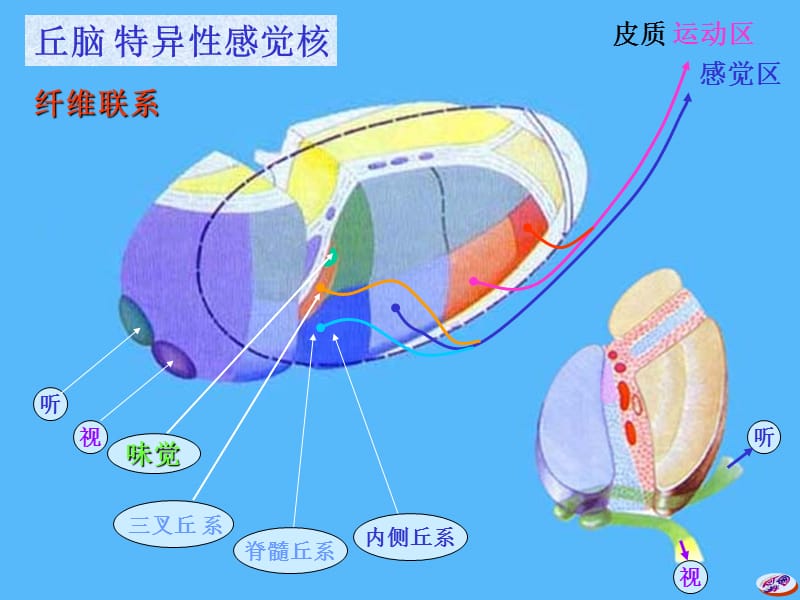 神经系统总论 间脑大脑.ppt_第3页