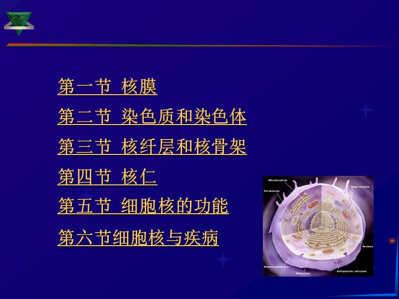 细胞生物学细胞核.ppt_第3页