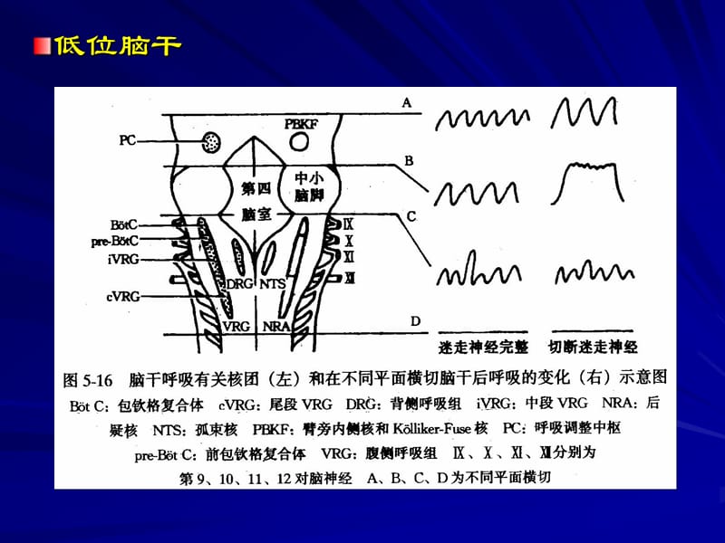 第四部分呼吸运动的调部分教学课件.ppt_第2页