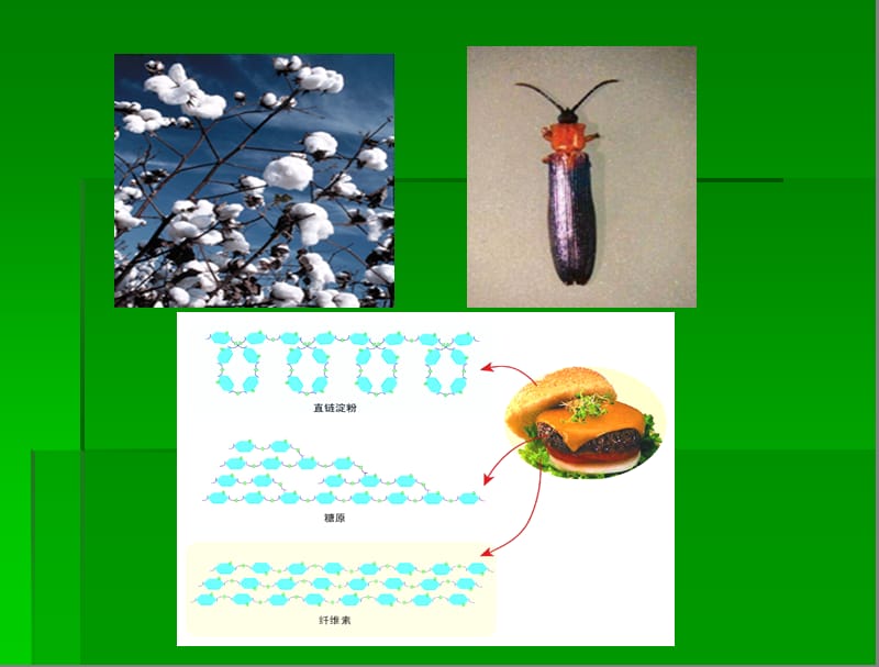 生物化学 第三章 糖类.ppt_第3页