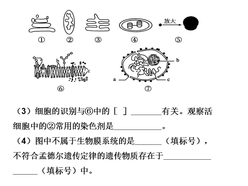 跨膜运输的实例 高用.ppt_第2页