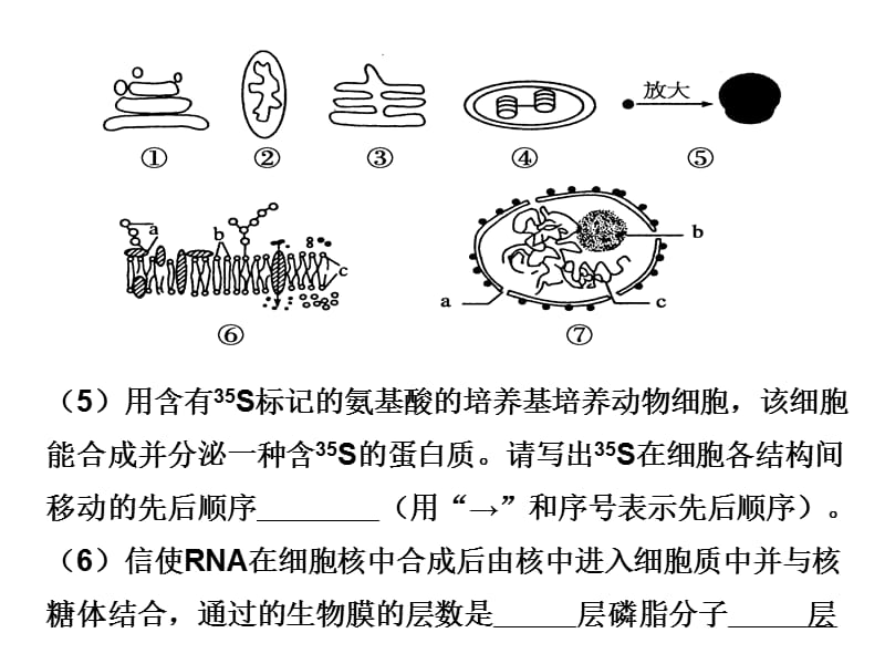 跨膜运输的实例 高用.ppt_第3页