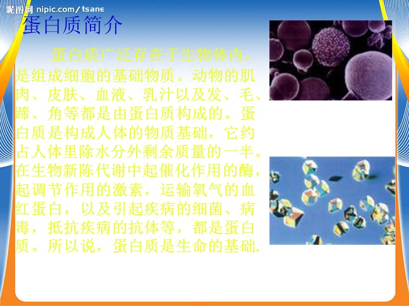 生命的基础—蛋白质.ppt_第3页