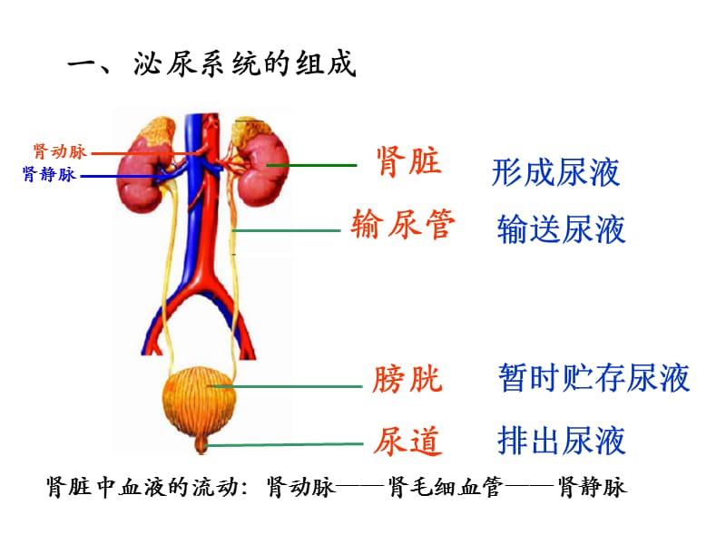 生物期末复习.ppt_第3页