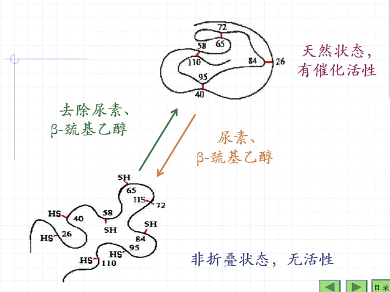 生物化学 蛋白质2.ppt_第2页