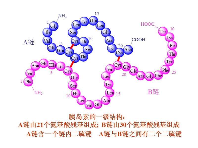 生物化学 蛋白质2.ppt_第3页