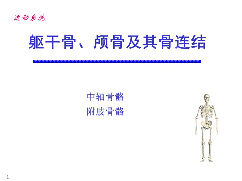 颅骨躯干骨及其连结.ppt_第1页