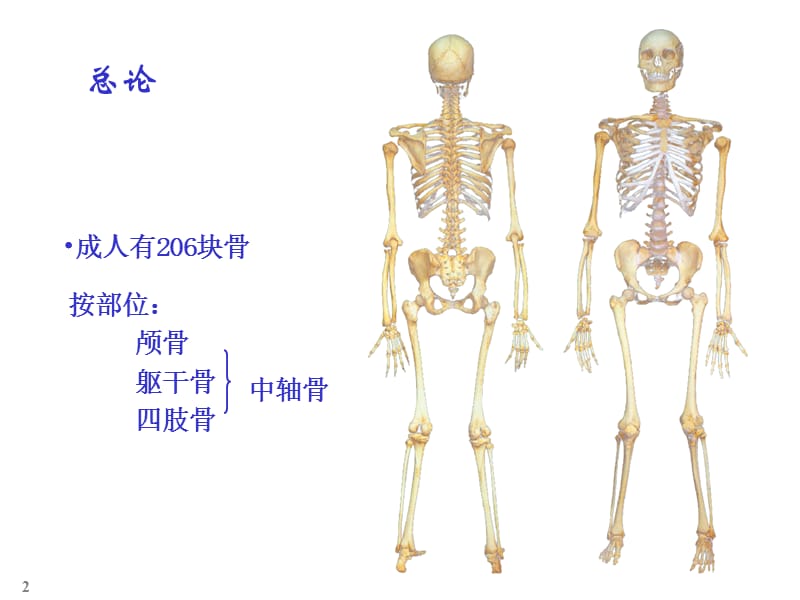 颅骨躯干骨及其连结.ppt_第2页