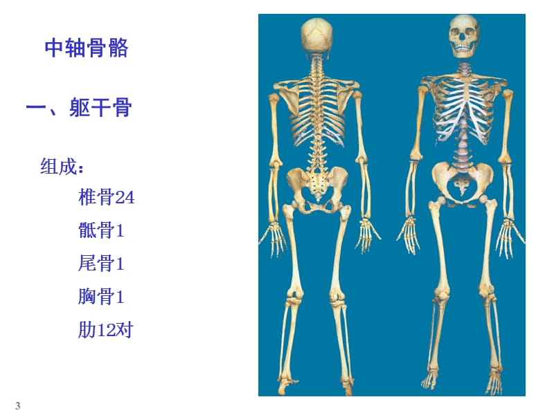 颅骨躯干骨及其连结.ppt_第3页