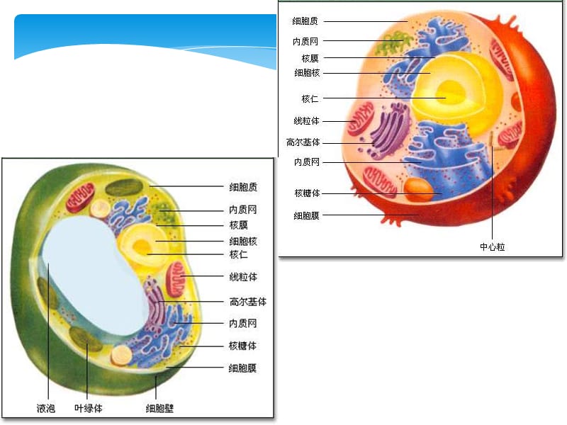 细胞质基质.ppt_第2页