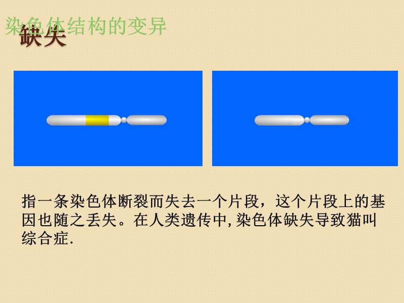 生物：5.2《染色体变异》课件(新人教版必修2).ppt_第3页