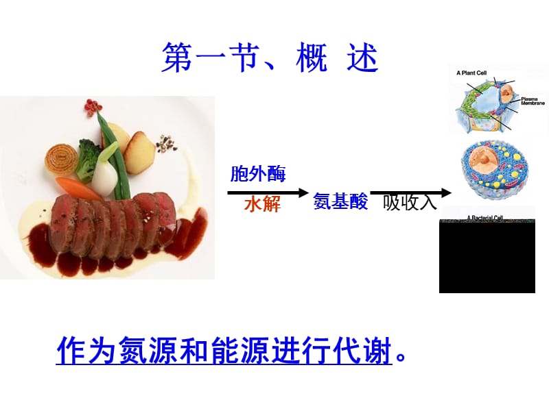 第八章氨基酸代谢＝.ppt_第2页