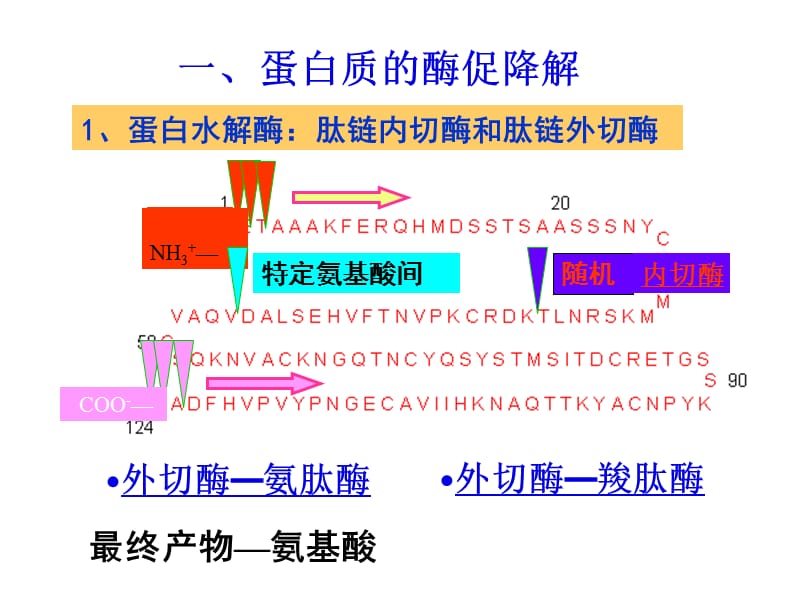 第八章氨基酸代谢＝.ppt_第3页