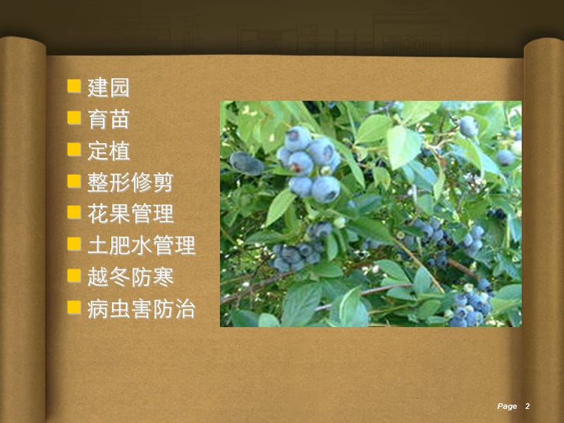 美登蓝莓的生产技术.ppt_第2页