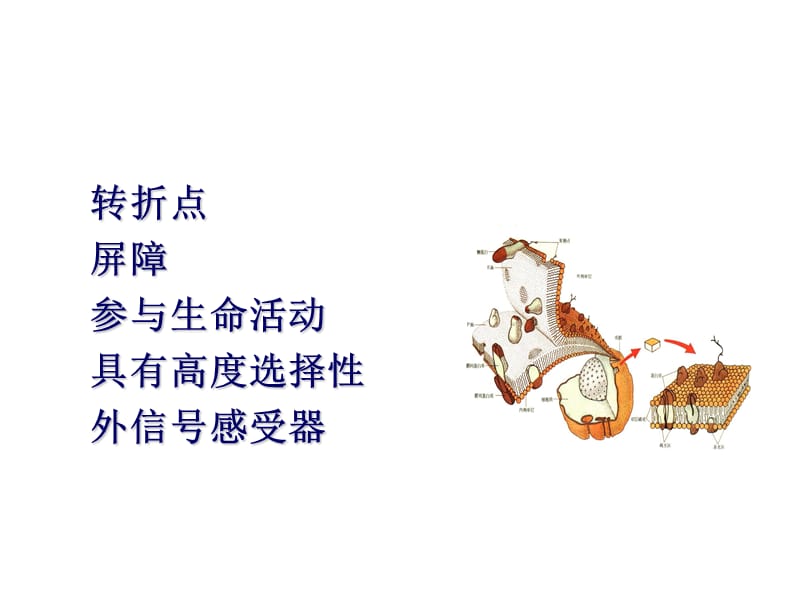 细胞膜与表面.ppt_第2页