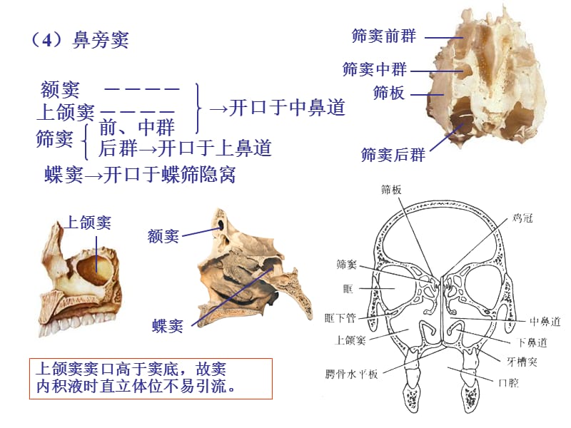 颅脑影像解剖与病变3.ppt_第2页