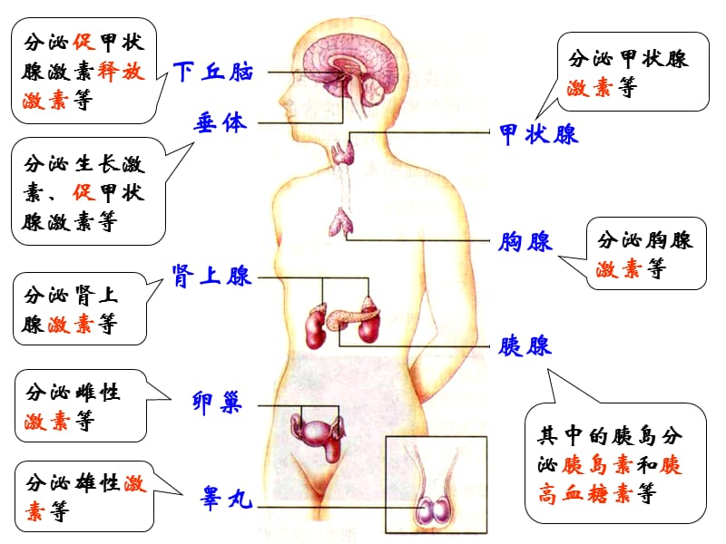 诺贝尔奖6-1971年发现激素作用的机制.ppt_第3页