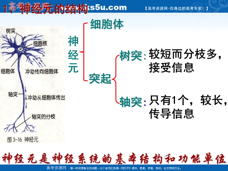 生物：5.2《神经系统中信息的传递和调节》课件(3)(沪科版第二册).ppt_第1页