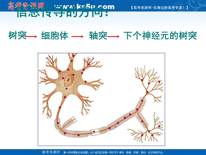 生物：5.2《神经系统中信息的传递和调节》课件(3)(沪科版第二册).ppt_第2页