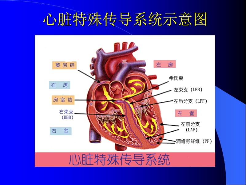 老年人心律失常.ppt_第2页