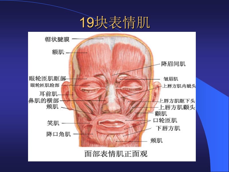 肉毒素的临床.ppt_第3页