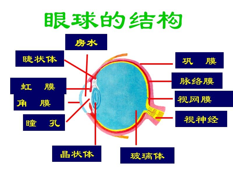 生物眼耳复习.ppt_第2页