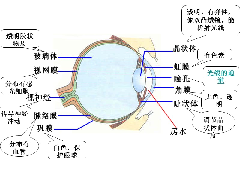 生物眼耳复习.ppt_第3页