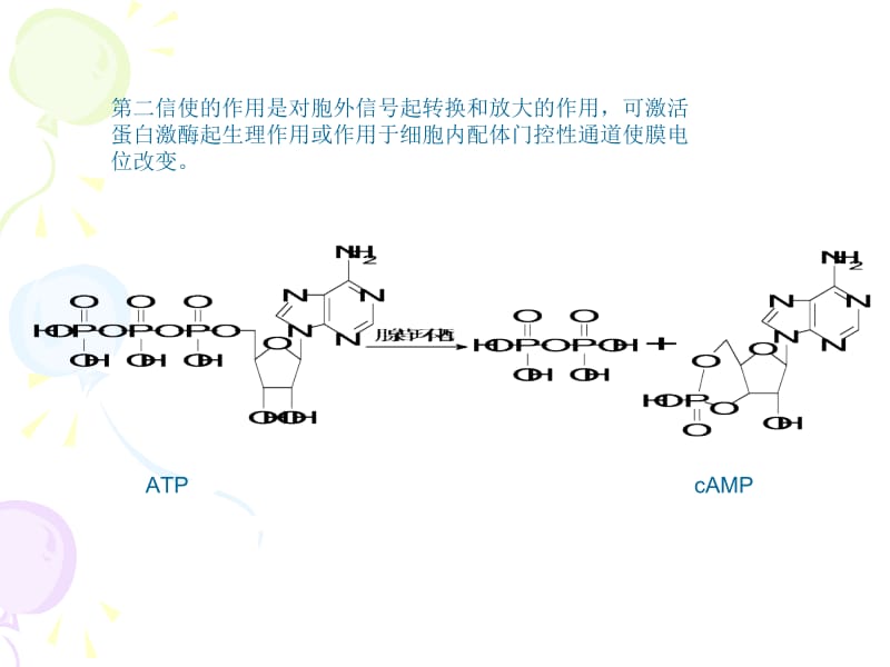 细胞生物学 第五节 第二信使.ppt_第3页