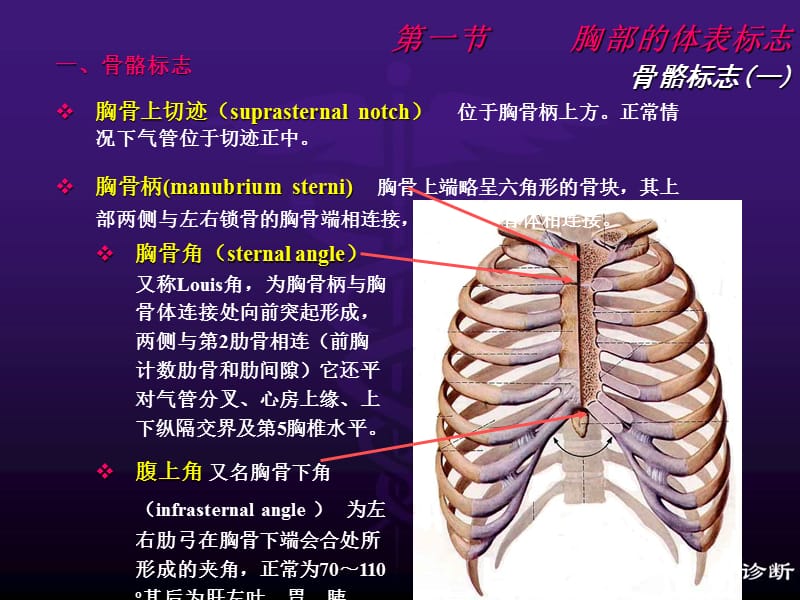 胸肺部(修改稿).ppt_第3页