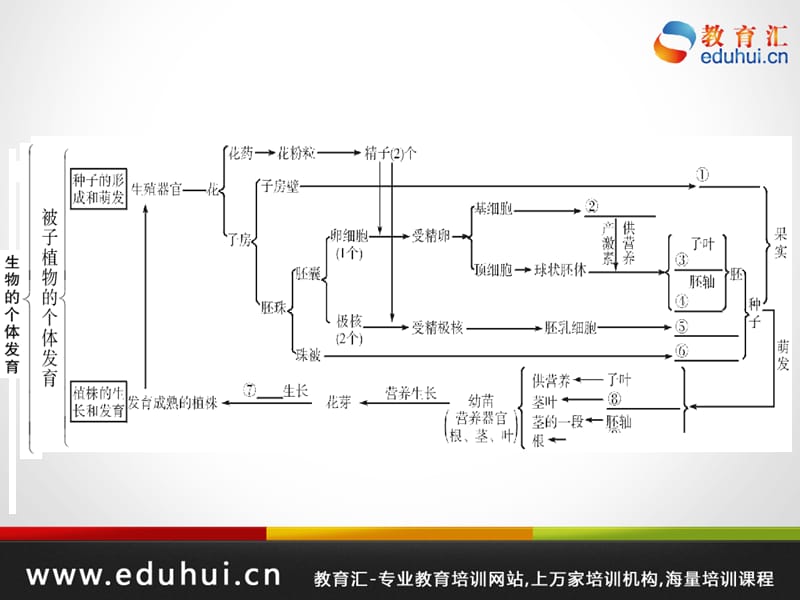 高考生物第一轮复习精品课件包第五单元生物的生殖和发育考点24.ppt_第2页