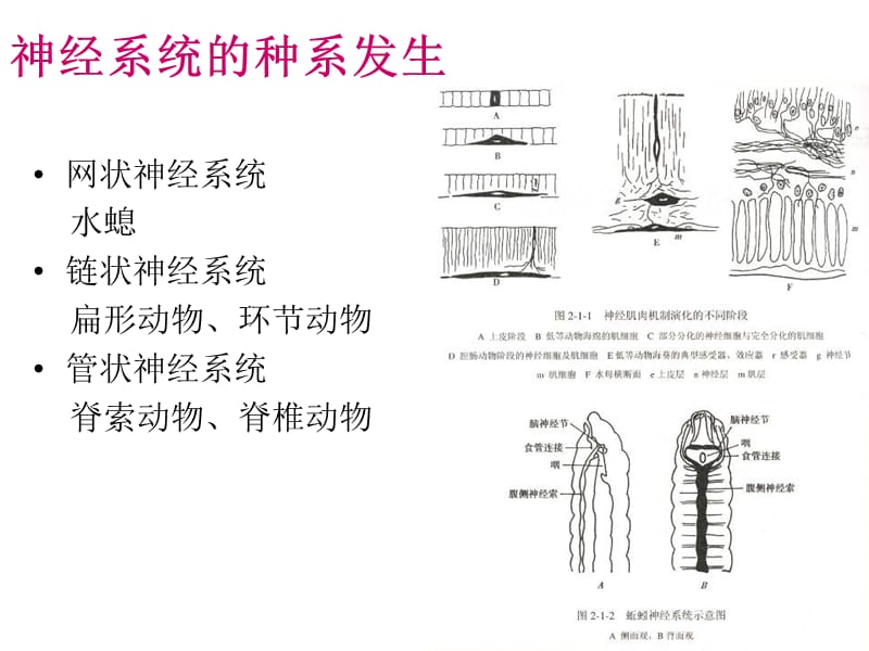 神经解剖学研究方法与神经发育.ppt_第3页