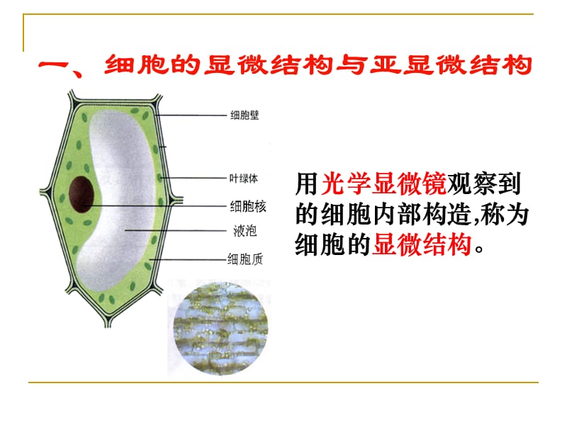 细胞器──系统内的分工合作__好的.ppt_第2页