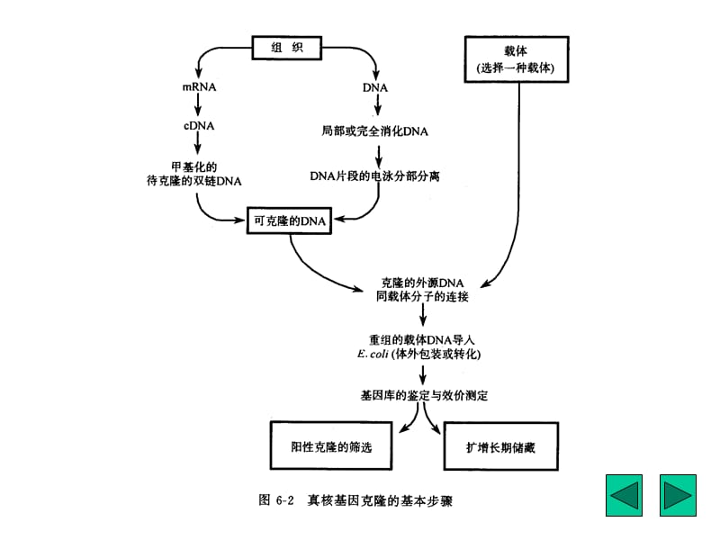 第八章基因工程.PPT_第3页