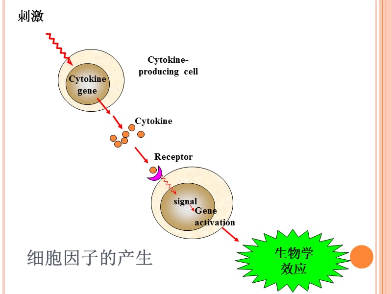 细胞因子.ppt_第3页