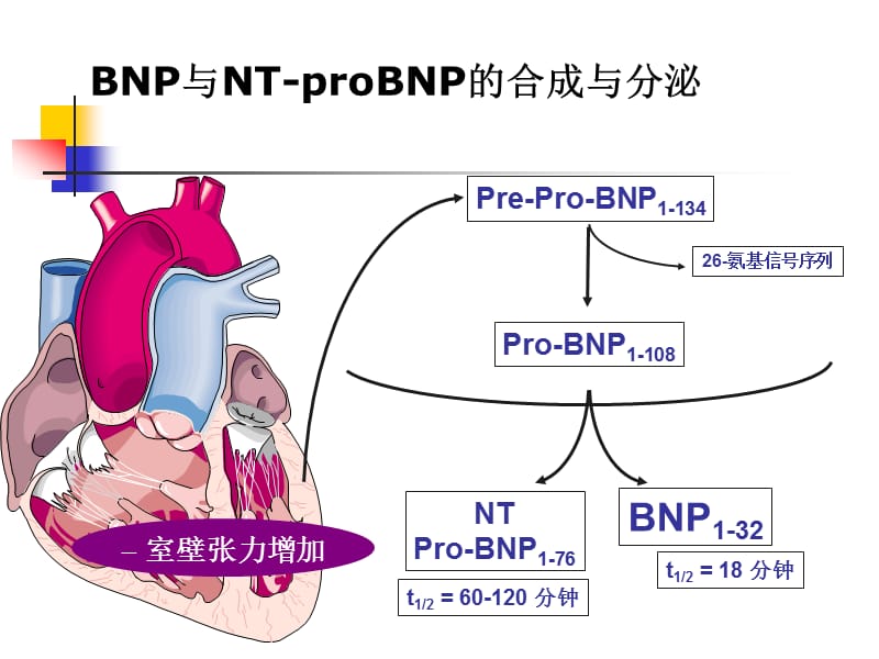 脑钠肽在心力衰竭诊疗中评价.ppt_第3页