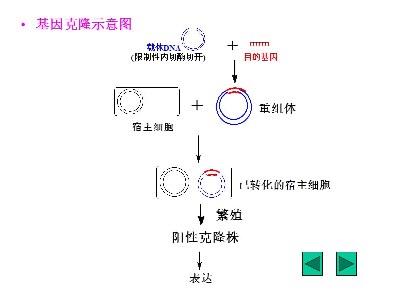 第八章基因工程--精品PPT课件.PPT_第2页