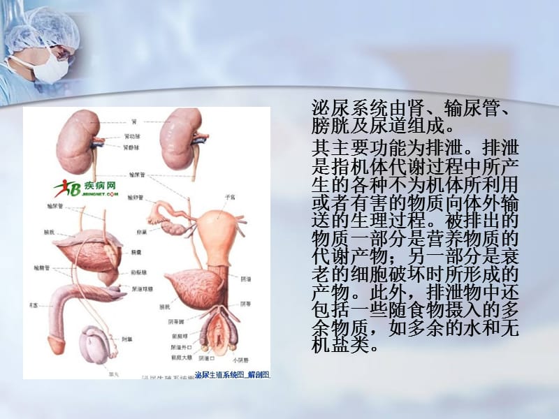 肾损伤病人的护理 (1).ppt_第2页