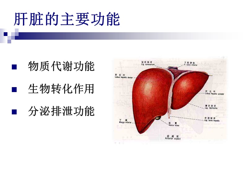 肝脏病常用实验室检查.ppt_第2页