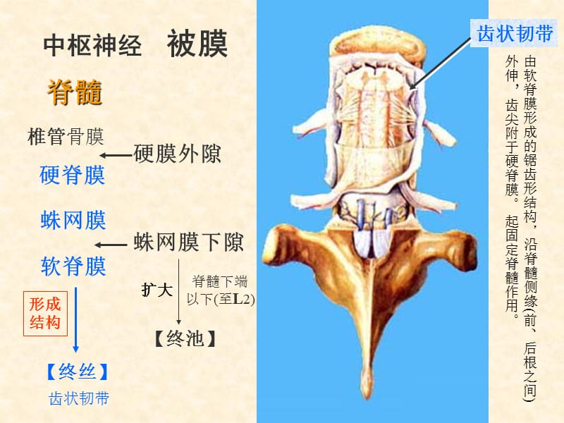 脑膜AV内分泌---《解剖学》.ppt_第1页