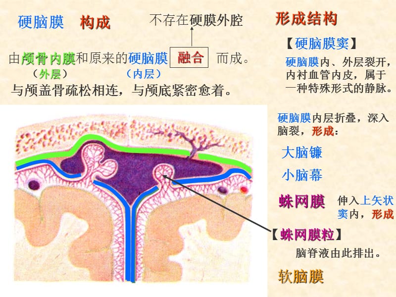 脑膜AV内分泌---《解剖学》.ppt_第2页