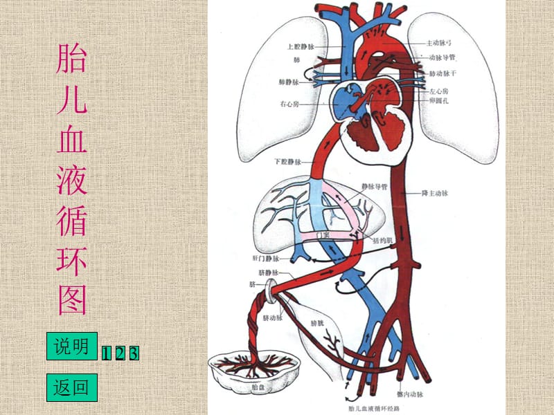 胎儿血循环图.ppt_第2页