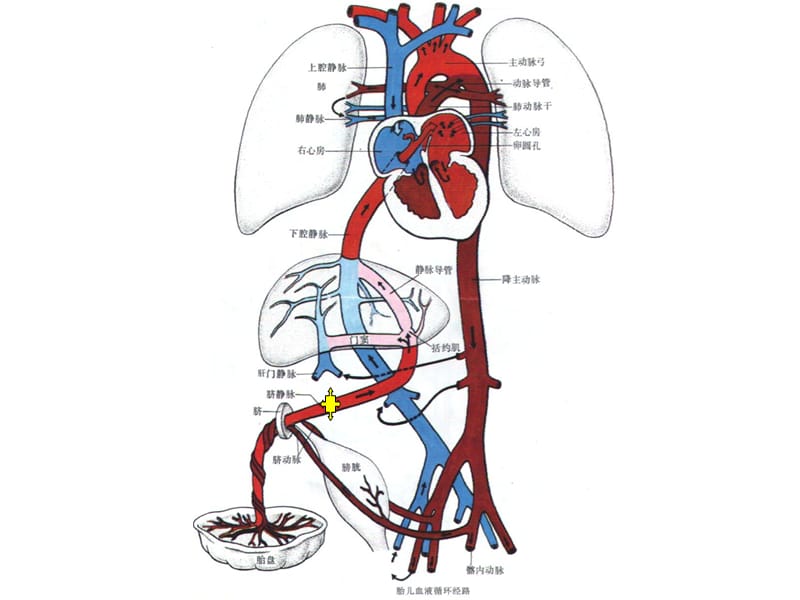 胎儿血循环图.ppt_第3页