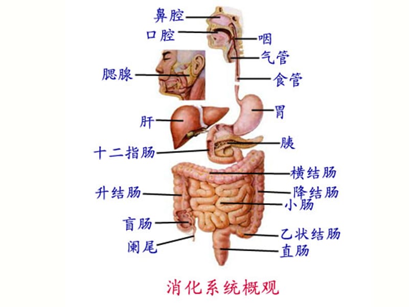 腹部损伤Abdominalinjury.ppt_第2页