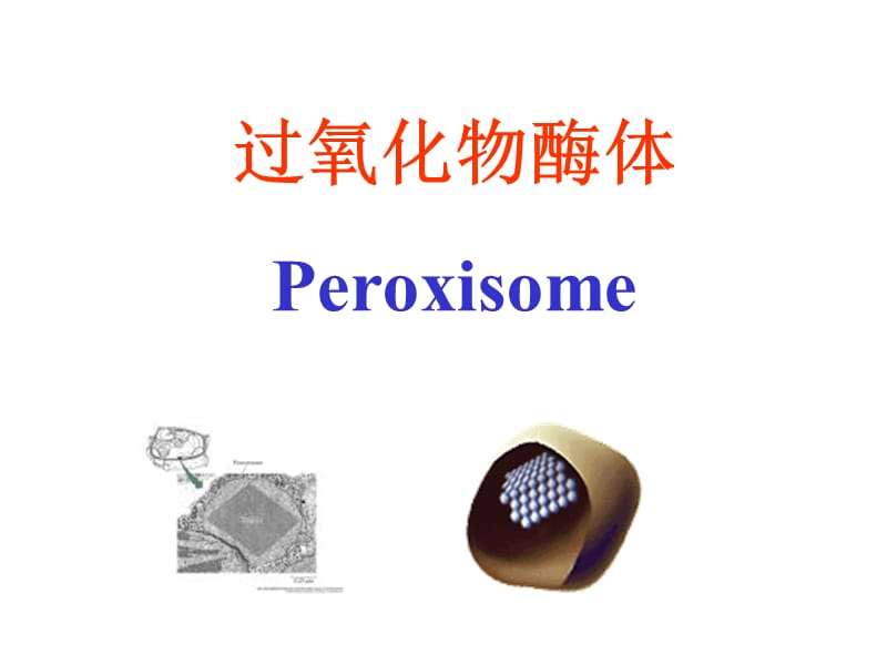 过氧化物酶体Peroxisome.ppt_第1页